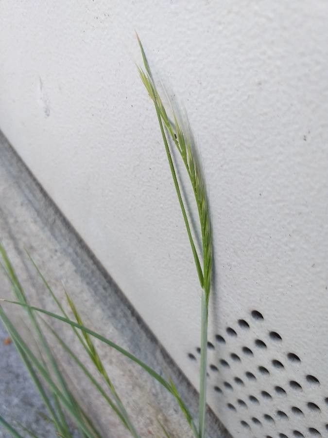 Vulpia myuros — search result for 'United Kingdom'