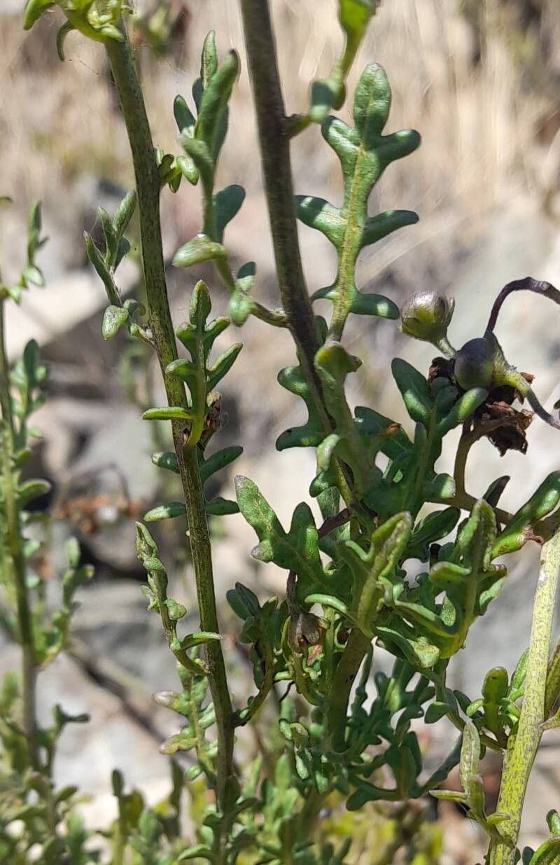 Solanum pinnatum — houseplant care guide