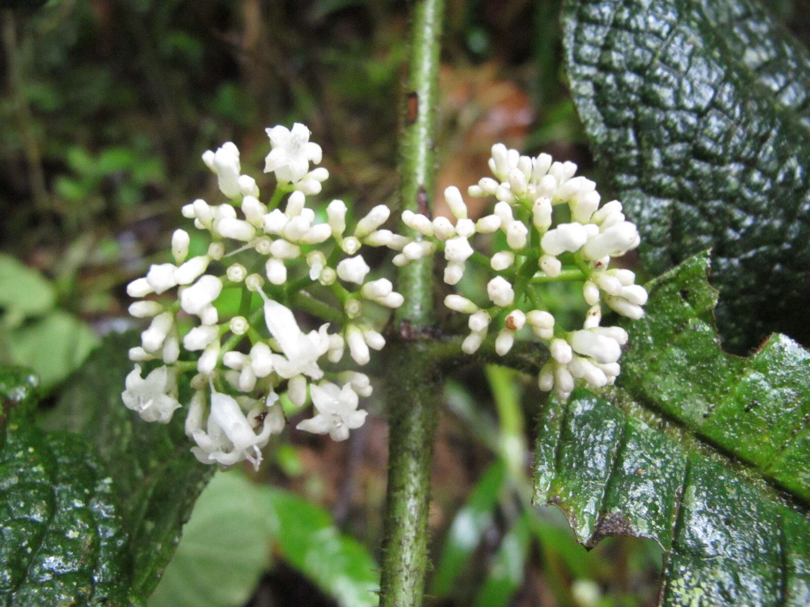 Psychotria andapae — houseplant care guide