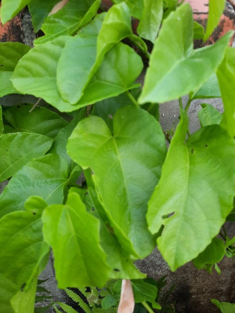 Passiflora acuminata