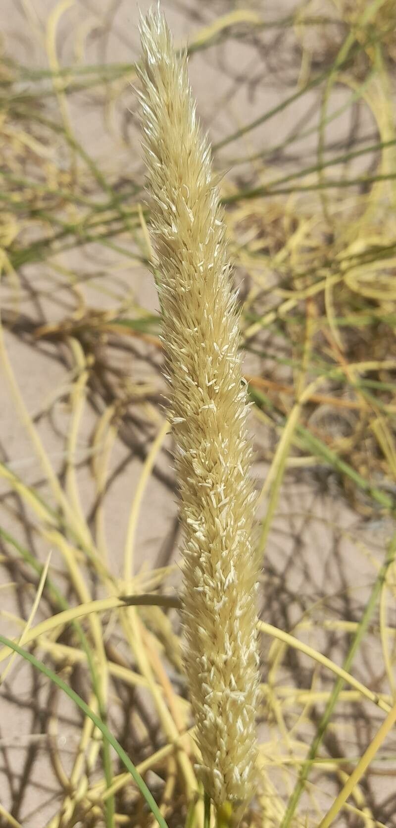 Cinnagrostis vicunarum flower
