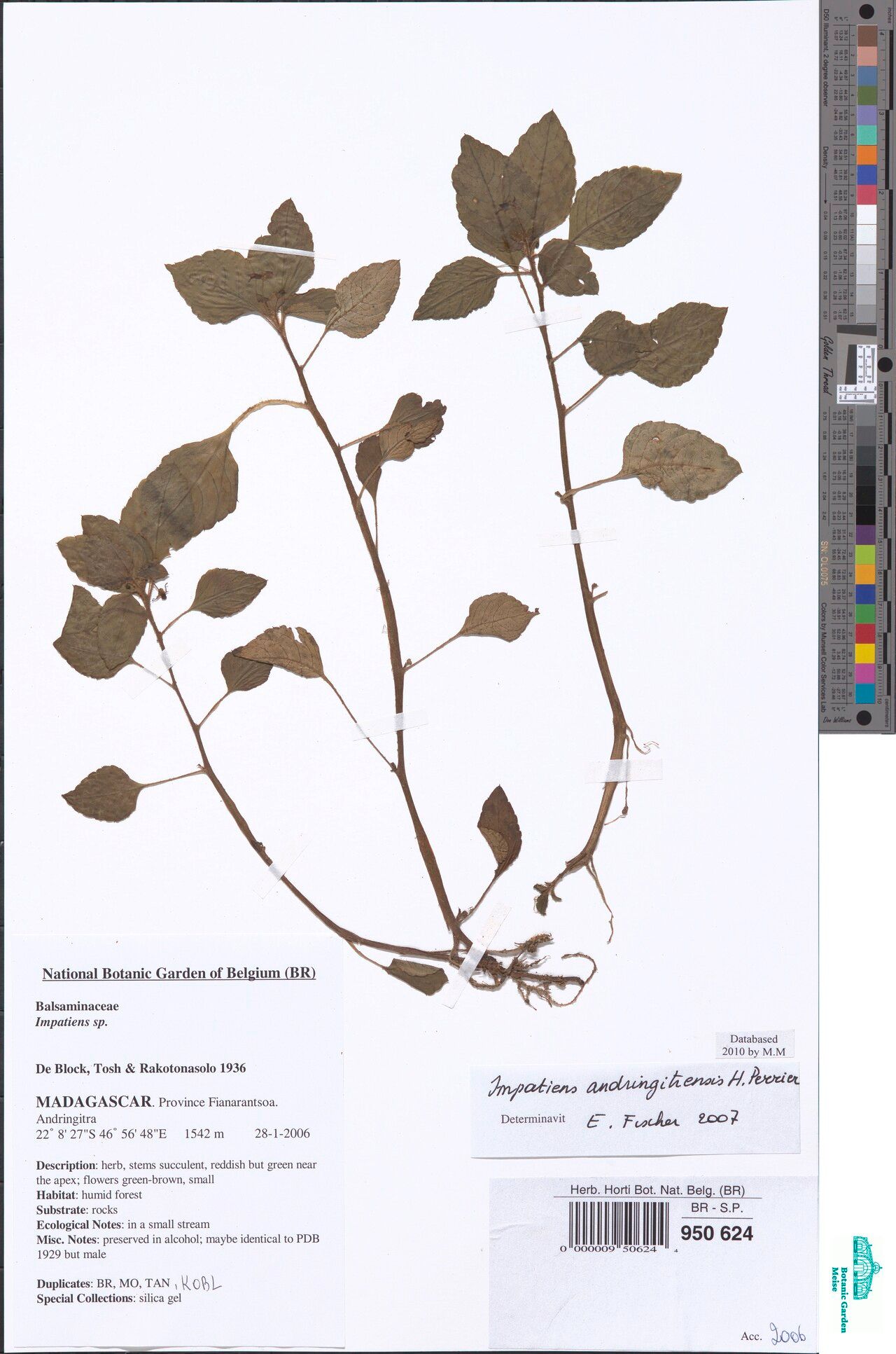 Impatiens andringitrensis — houseplant care guide