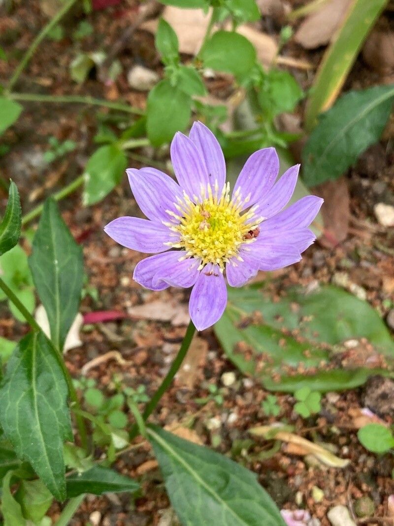 Aster savatieri flower