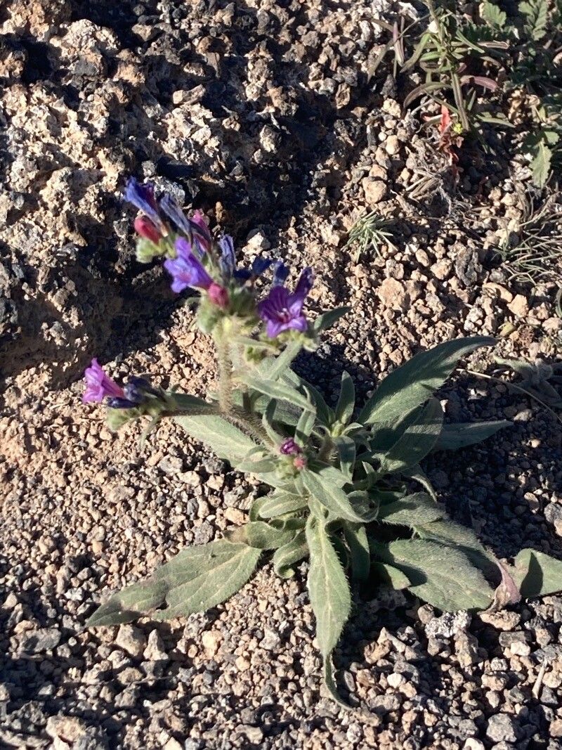 Echium pitardii — houseplant care guide