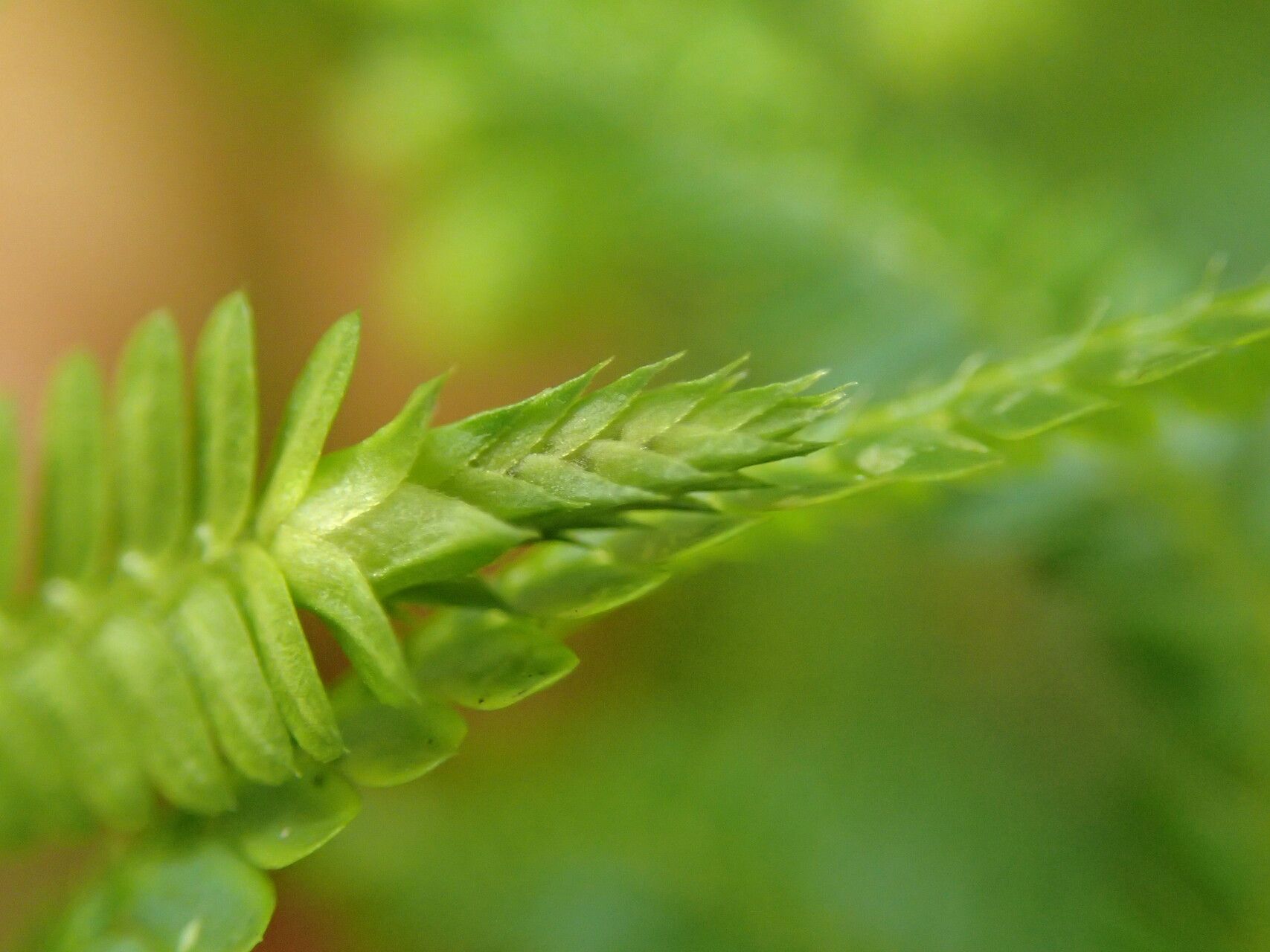 Selaginella myosurus — houseplant care guide