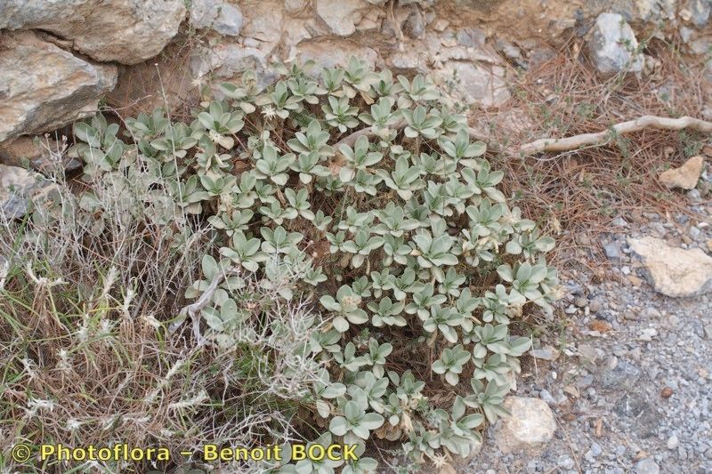 Lomelosia minoana habit