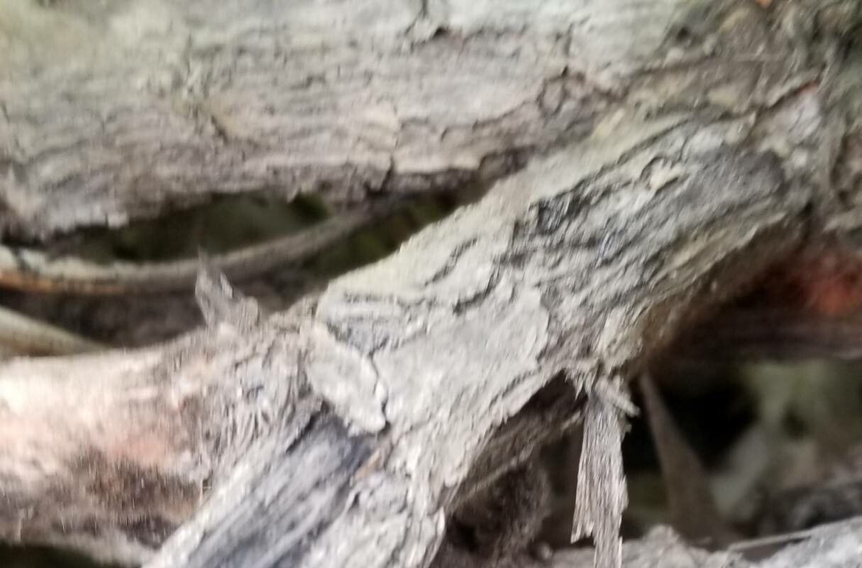 Banksia blechnifolia bark