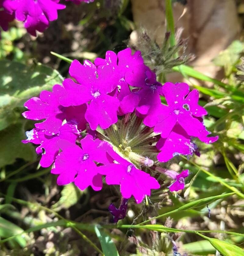 Glandularia scrobiculata flower