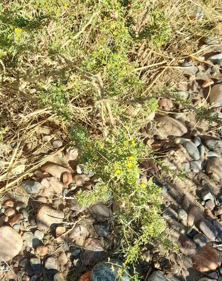 Adesmia trijuga habit