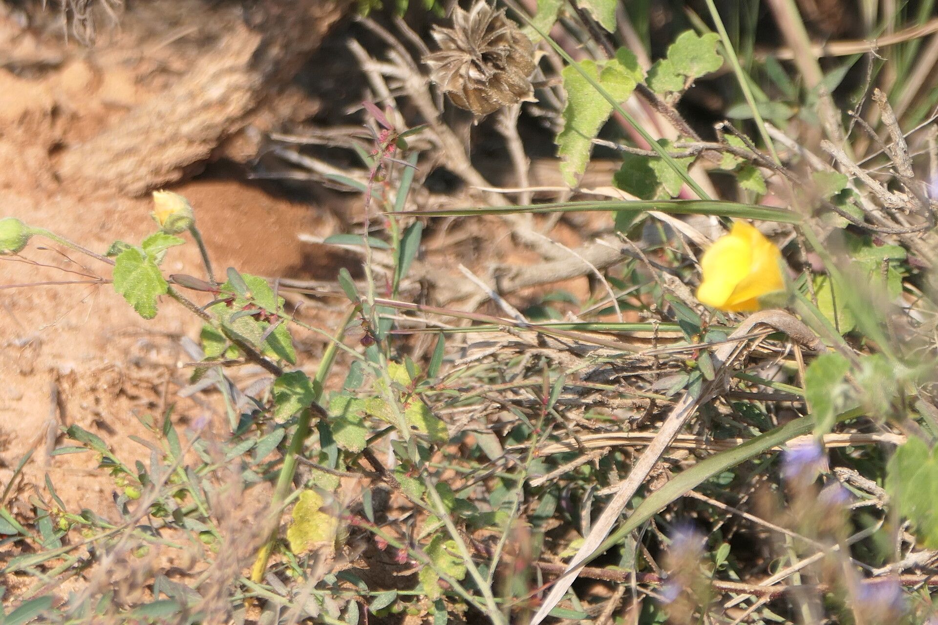 Pavonia praemorsa leaf