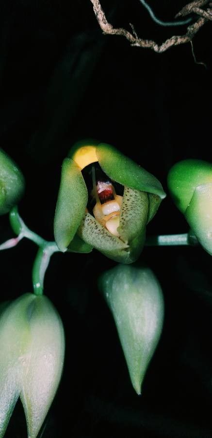 Catasetum macrocarpum flower