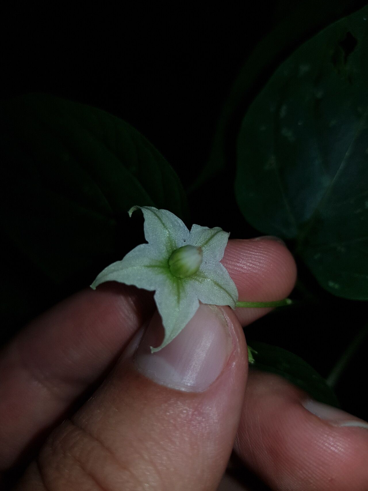 Solanum allophyllum flower