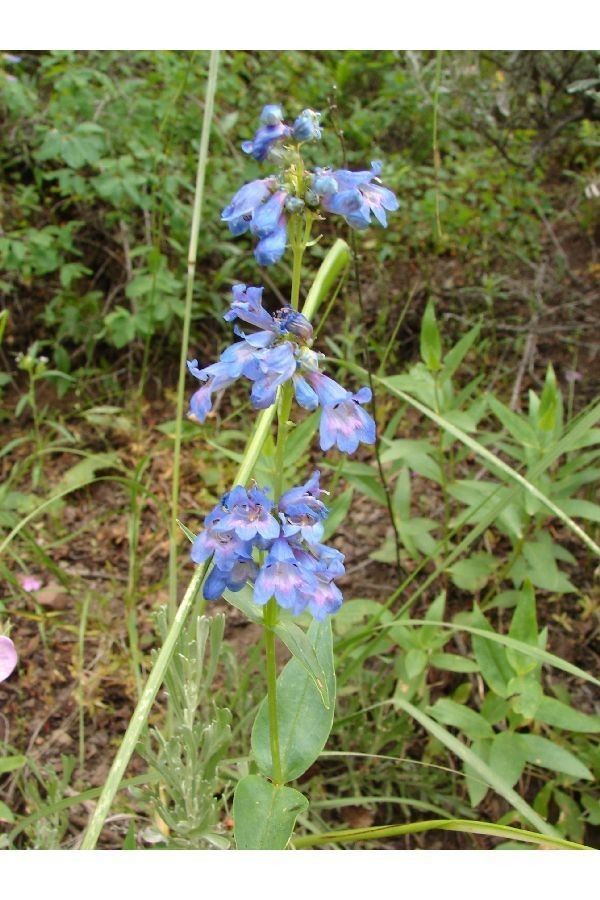 Penstemon rydbergii habit