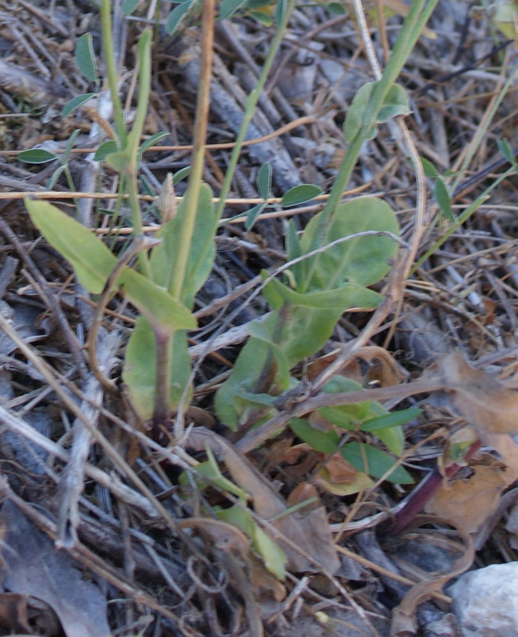 Reichardia intermedia leaf