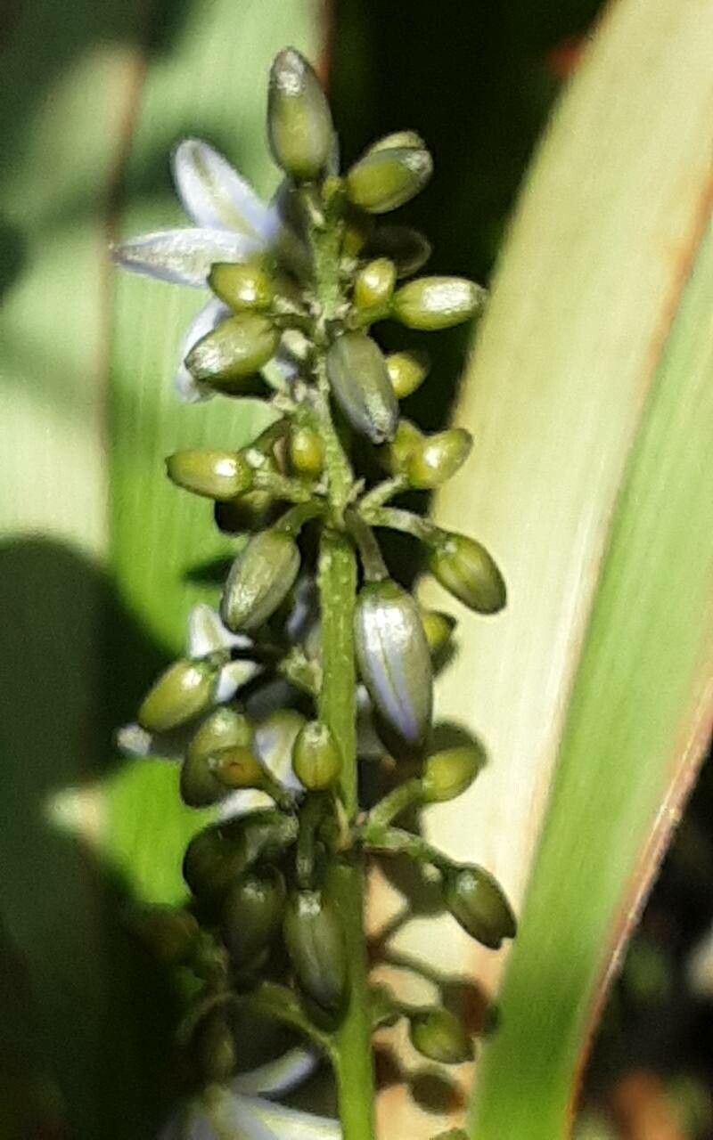 Dianella bambusifolia flower