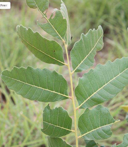 Pseudocedrela kotschyi — search result for 'Uganda'