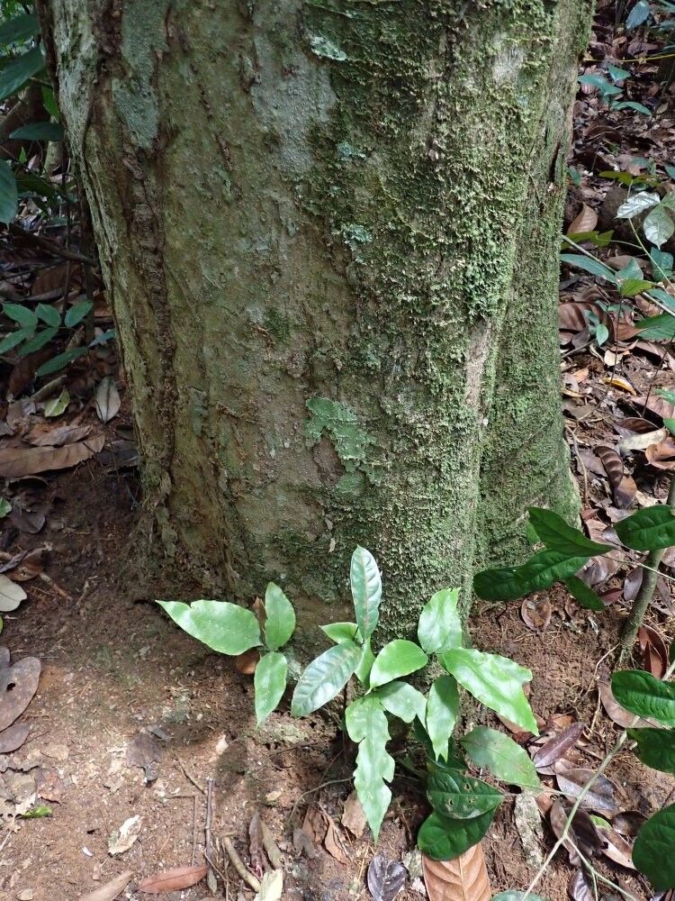 Pachylobus macrophyllus other