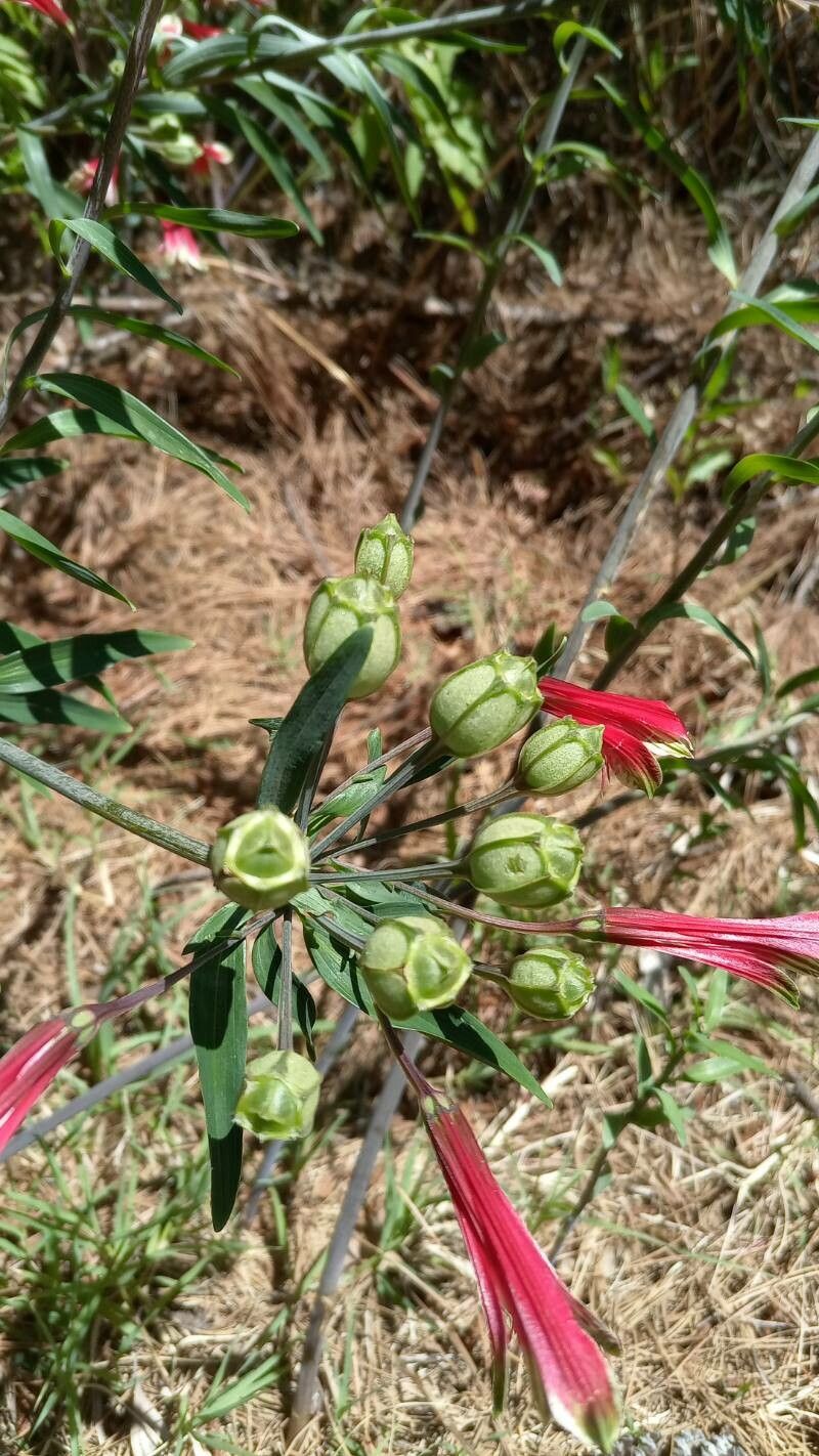 Alstroemeria pulchella fruit