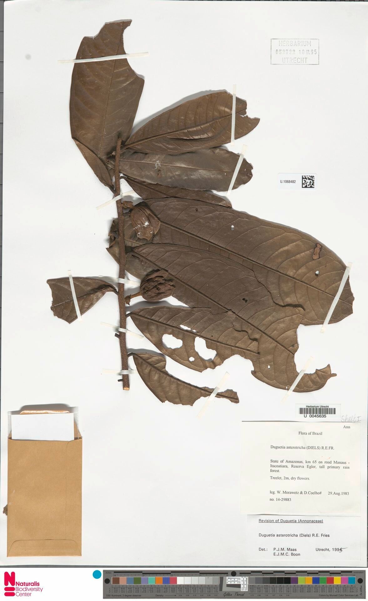 Duguetia asterotricha fruit