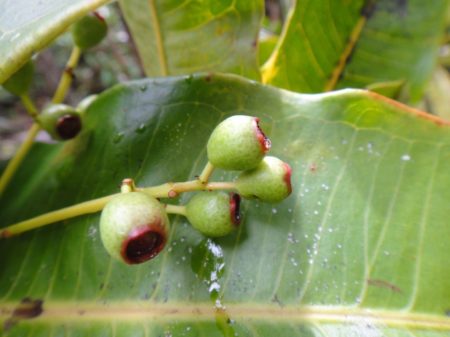 Syzygium auriculatum fruit