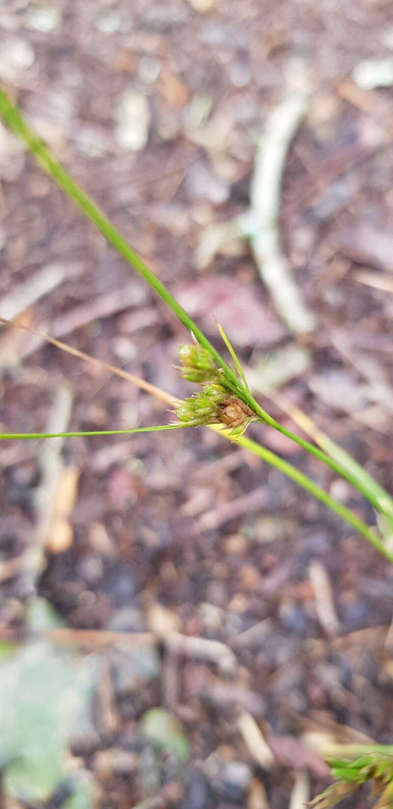 Juncus tenuis fruit