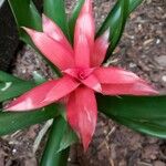 Canistropsis billbergioides