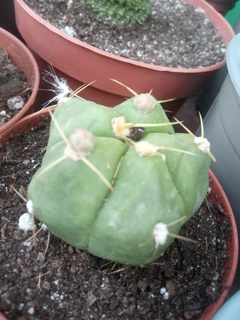 Gymnocalycium Horstii bark