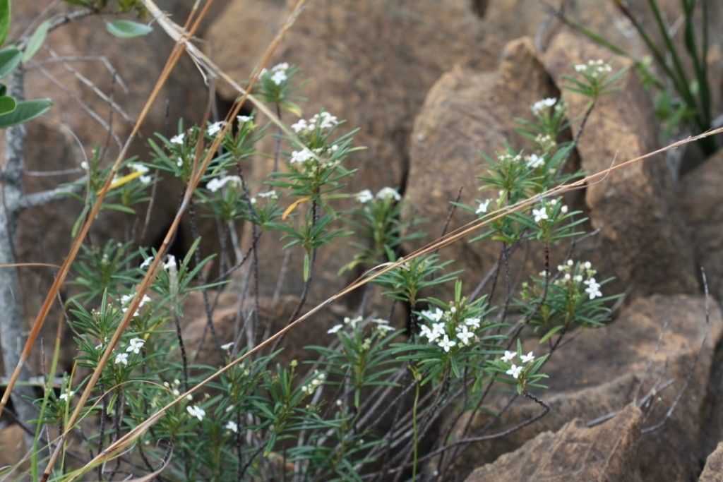 Zieria chevalieri habit