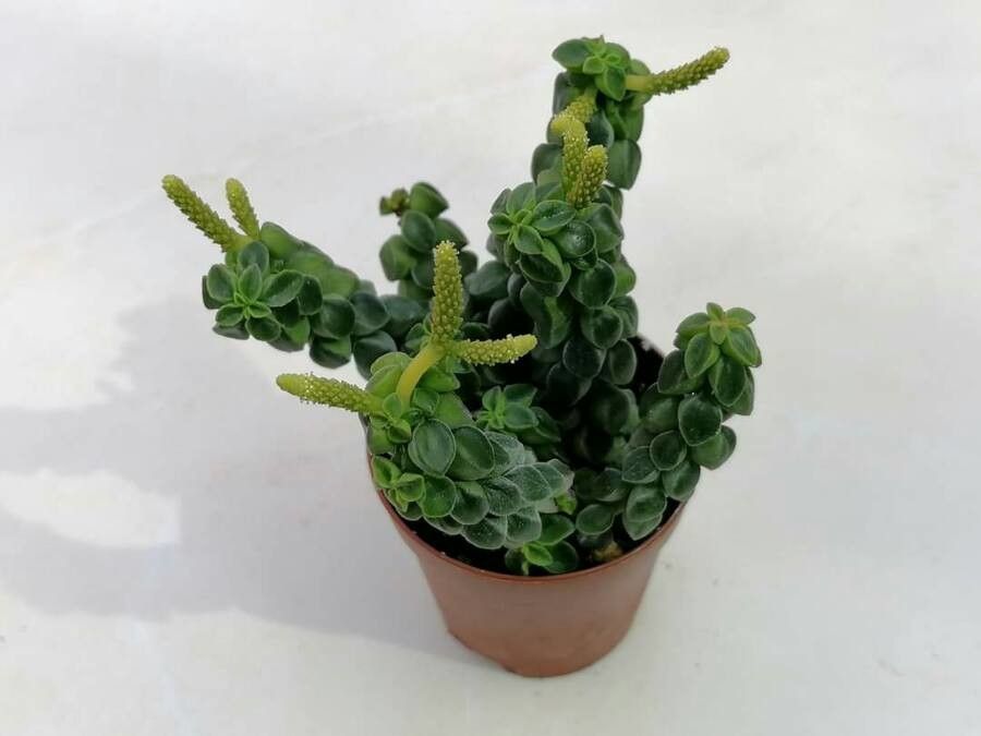 Peperomia columella flower