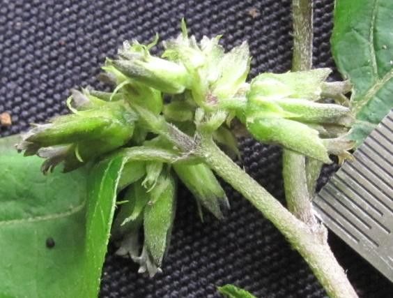 Garcilassa rivularis flower