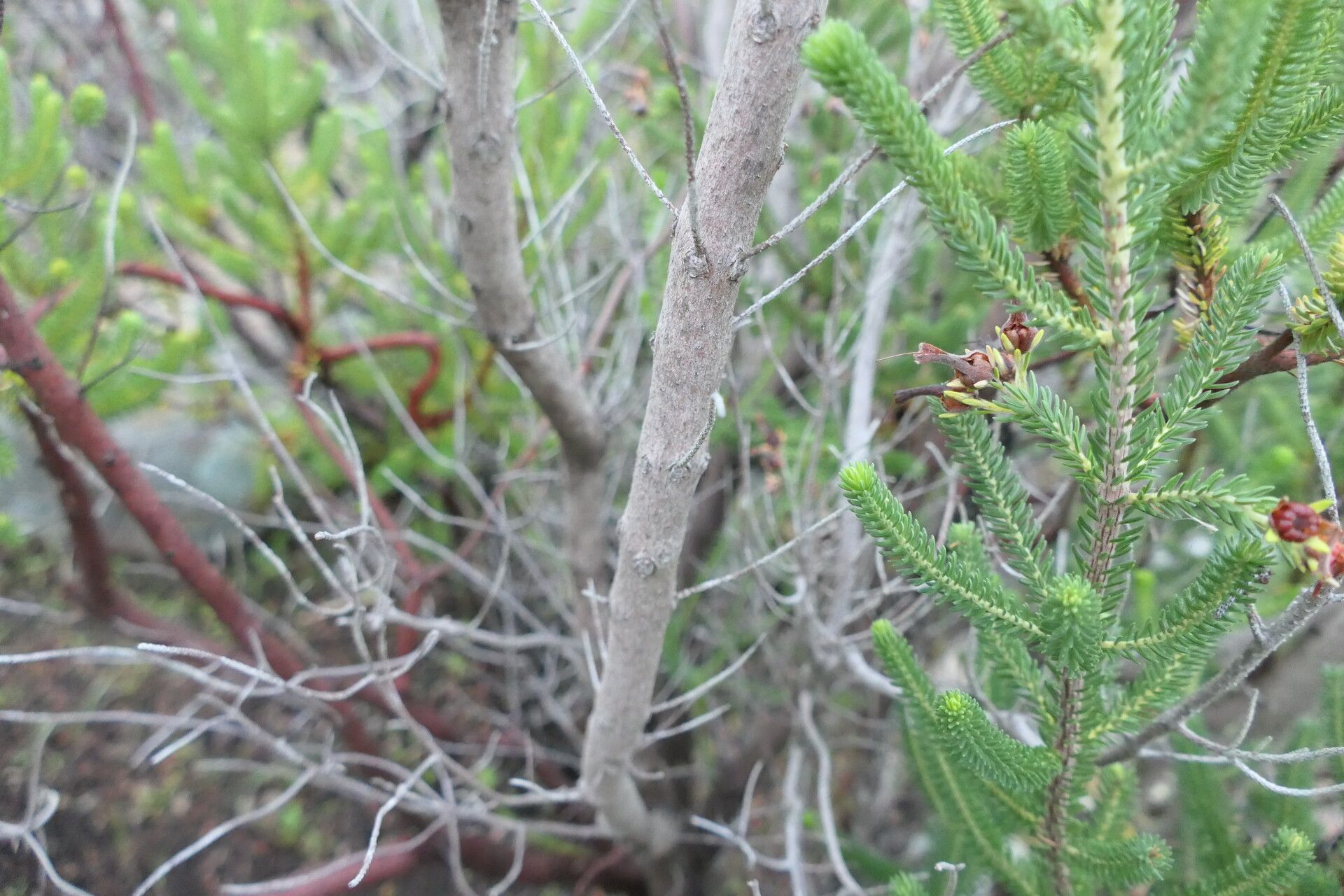 Erica brachialis — search result for 'Erica'