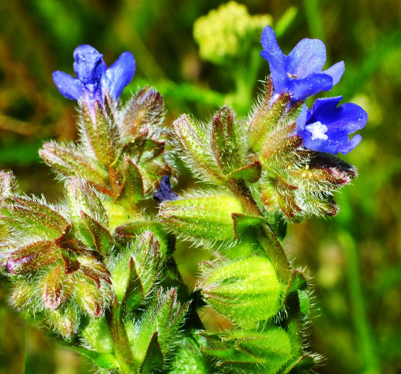 Anchusa procera flower