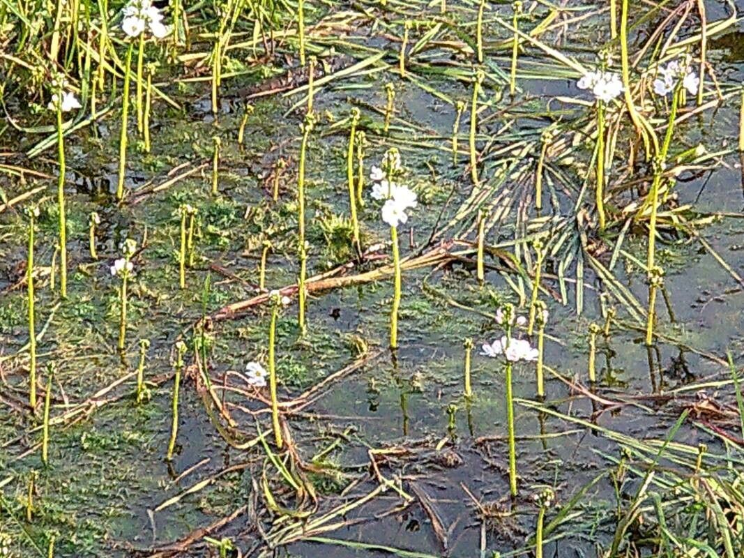 Hottonia palustris flower