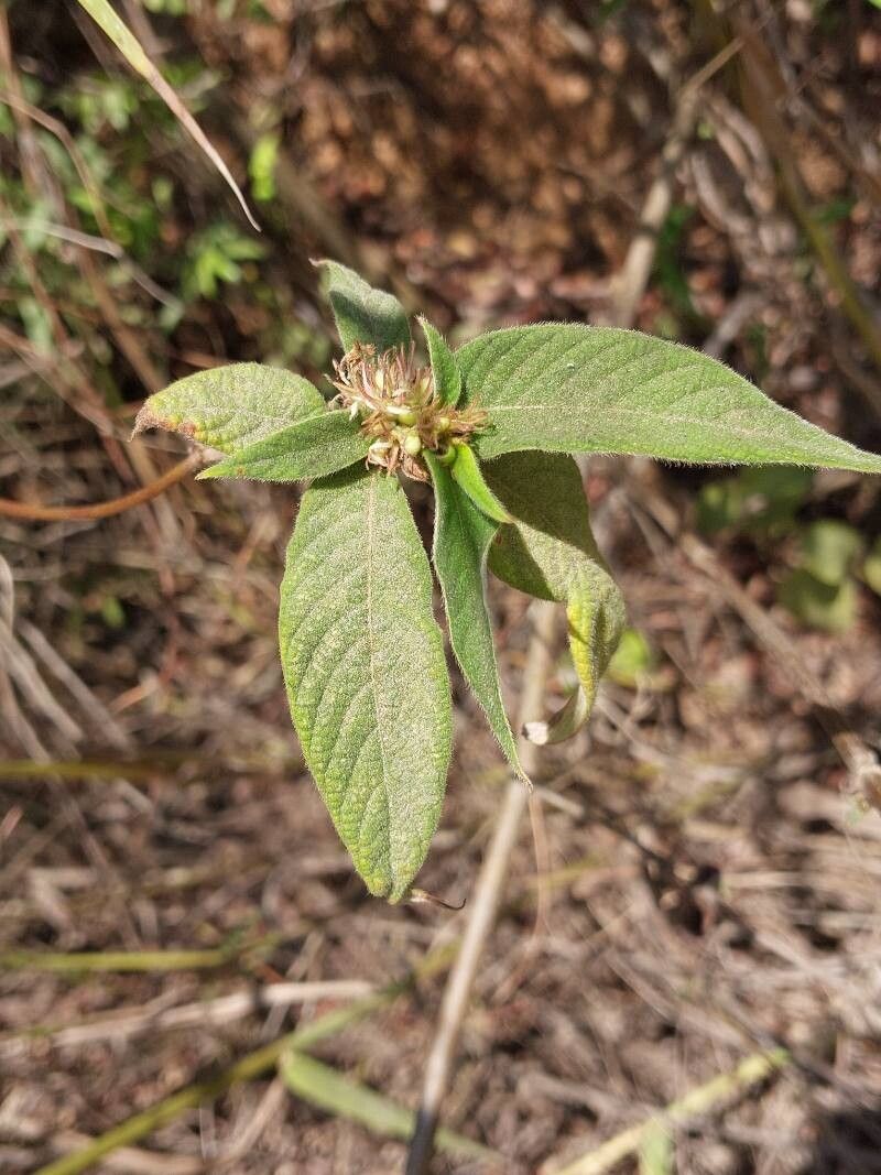 Sabicea seua — houseplant care guide