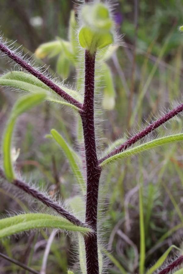 Onosma visianii other
