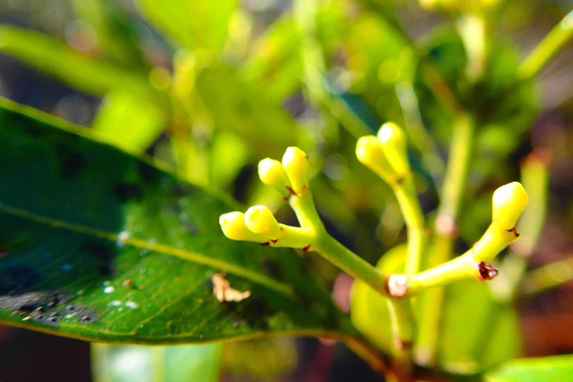 Syzygium xanthostemifolium fruit
