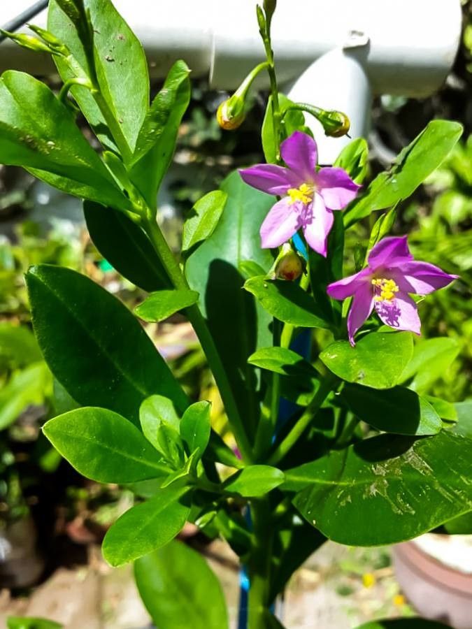 Talinum fruticosum flower
