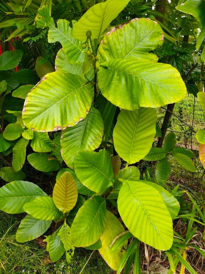 Dillenia philippinensis leaf