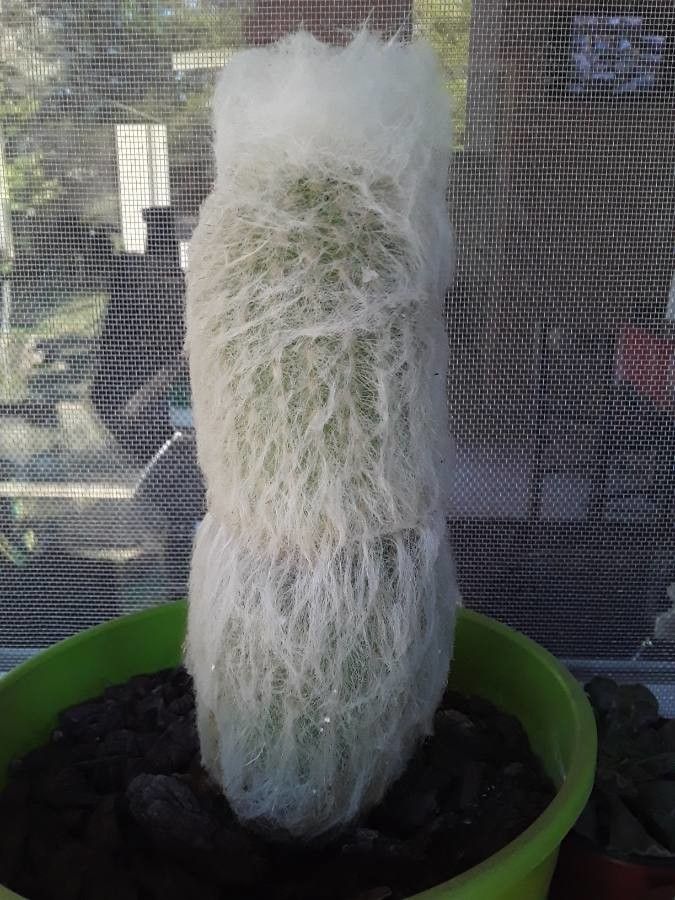 Espostoa melanostele flower