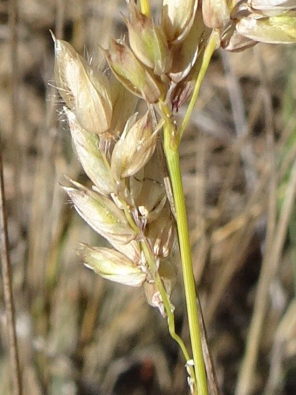 Melica amethystina flower