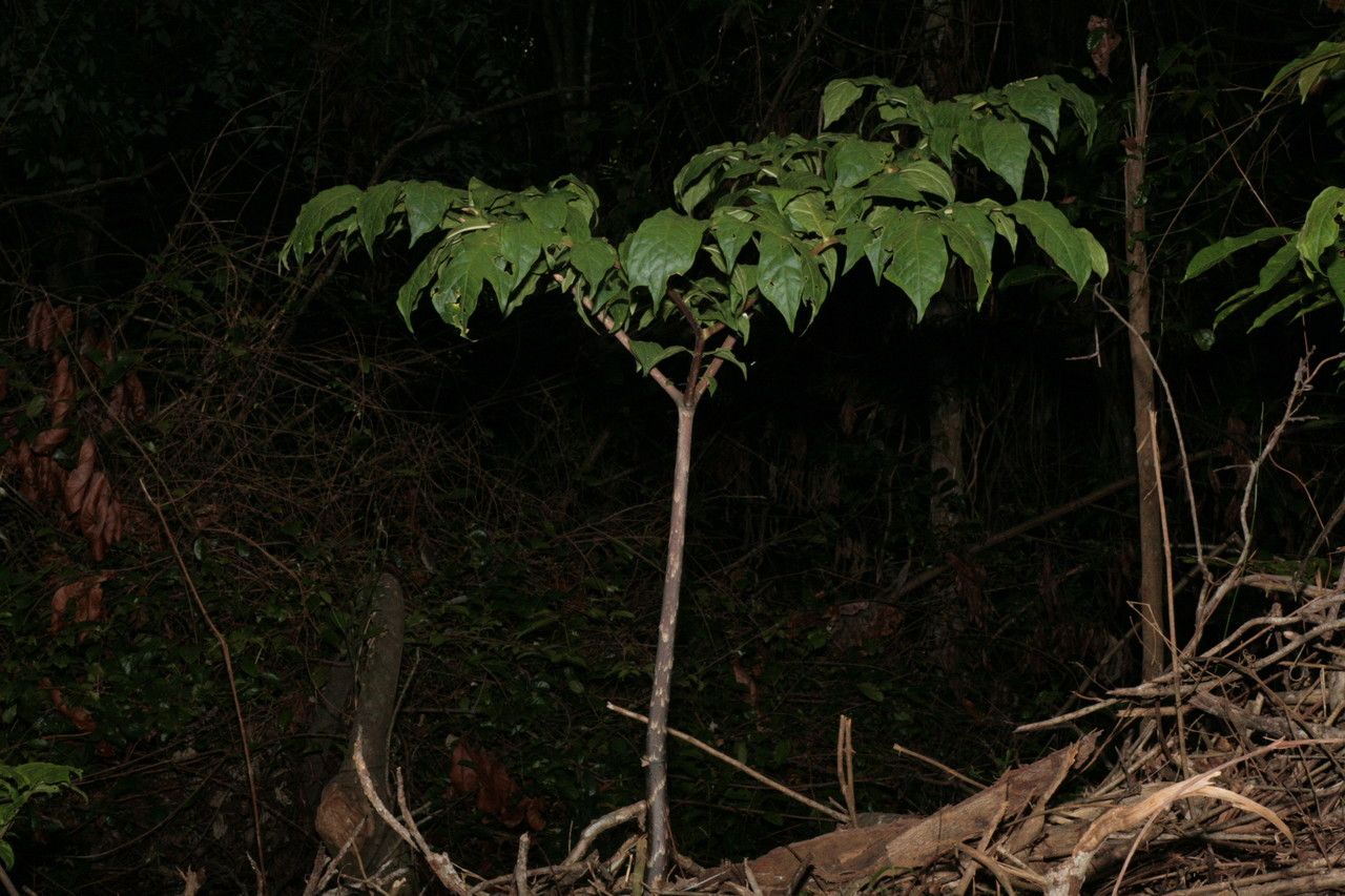 Dracontium polyphyllum — large blooms houseplant