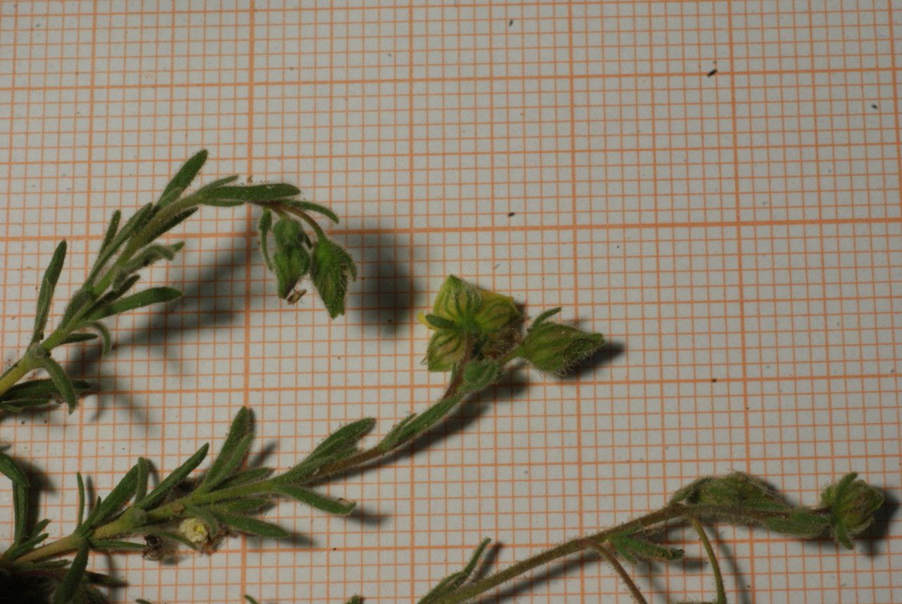 Fumana laevis flower