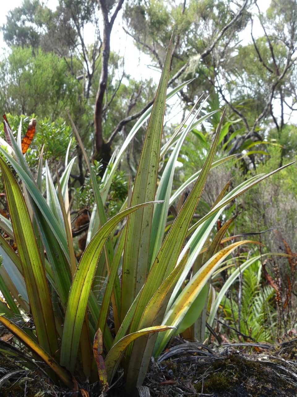 Astelia hemichrysa leaf