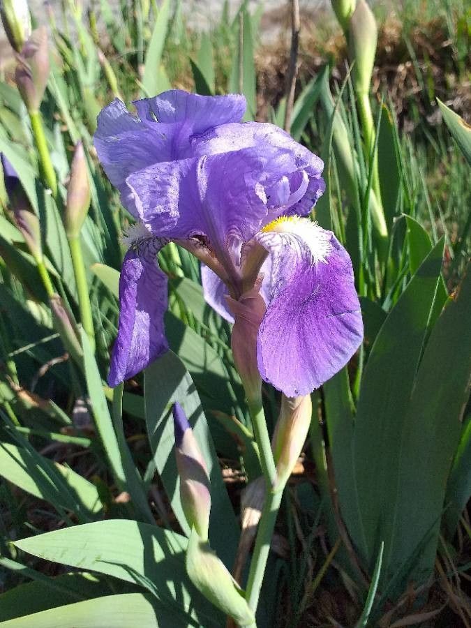Iris lutescens flower