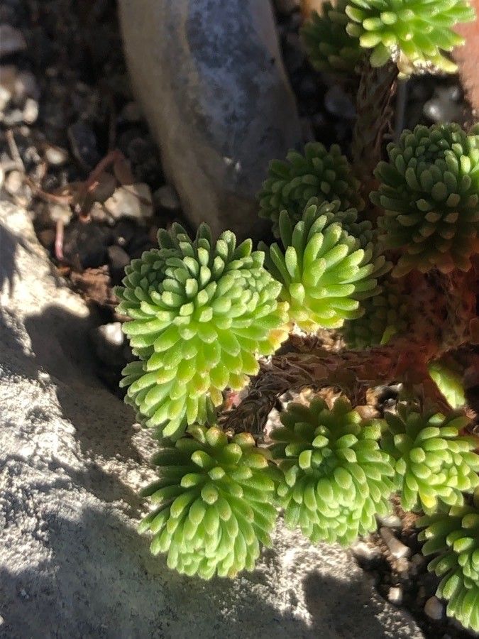 Sedum multiceps — search result for 'Algeria'
