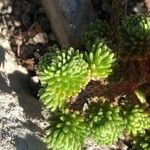 Sedum multiceps