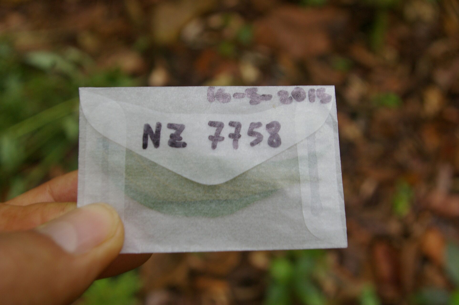 Lycianthes luteynii flower