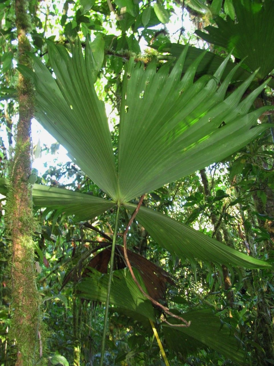 Carludovica rotundifolia leaf
