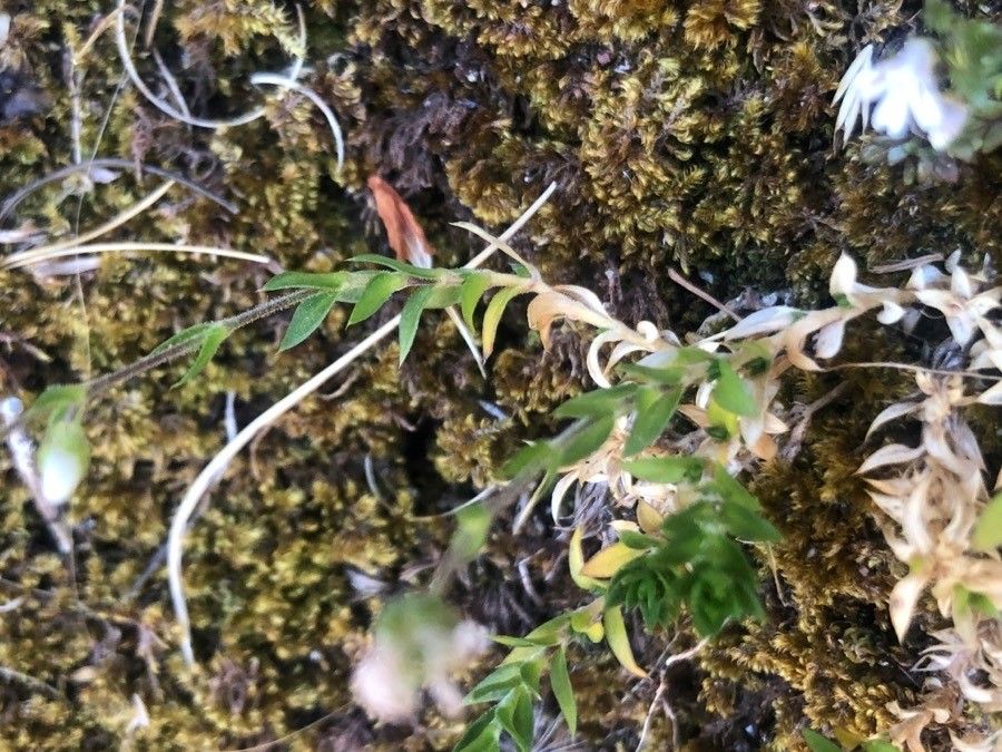 Arenaria grandiflora — houseplant care guide