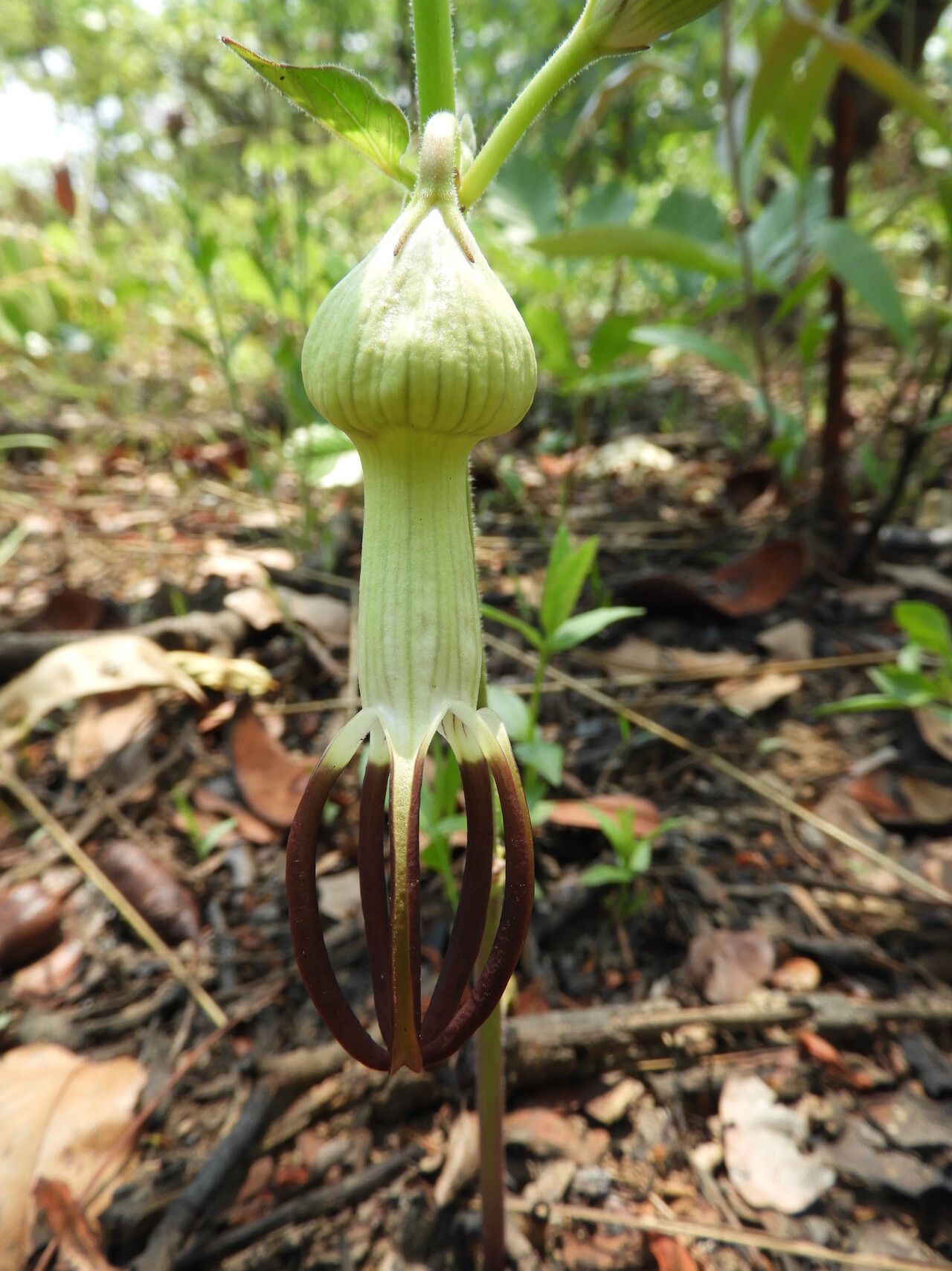 Ceropegia umbraticola — search result for 'Ceropegia'